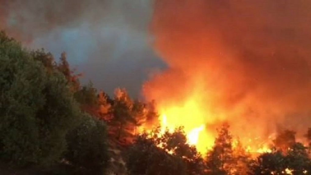 Πυρκαγιά σε πυκνόφυτη περιοχή στην Αρκαδία